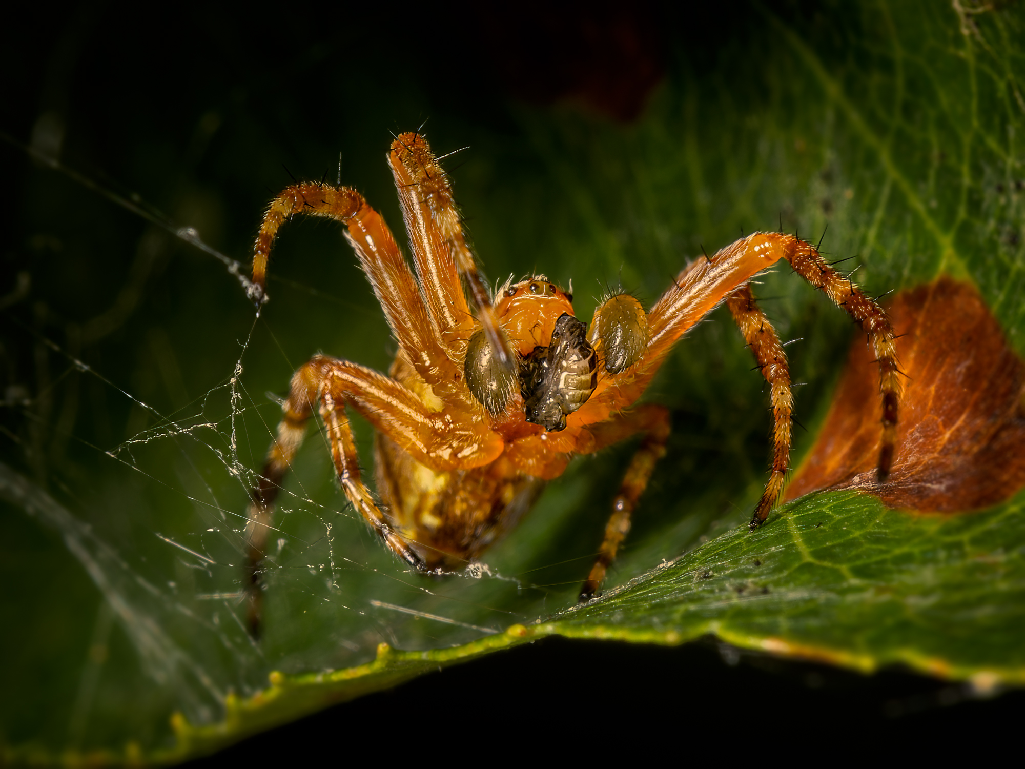  KS23747 DxO Enhanced 1